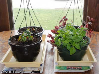 Hanging basket plants back inside