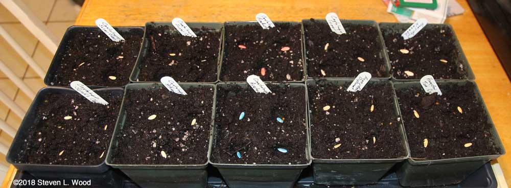 Seeding melons