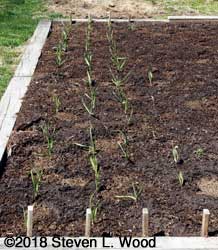 Garlic rows