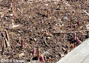 Asparagus slowly growing