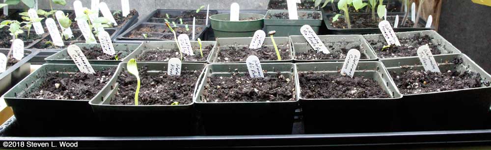 Watermelons beginning to germinate
