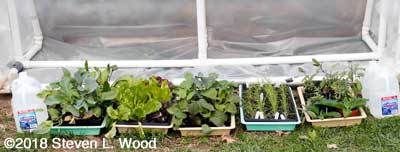 Plants in cold frame