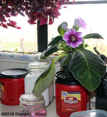 Gloxinia in bloom