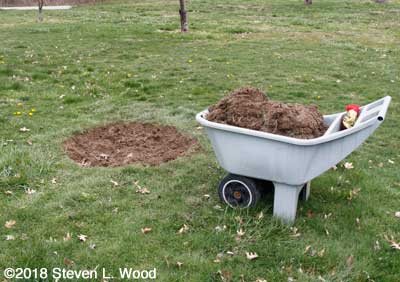 Sod cleared from apple tree planting site