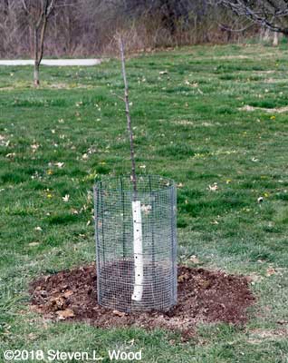 New Stayman Winesap apple tree planted