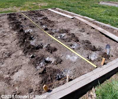 Holes dug and watered