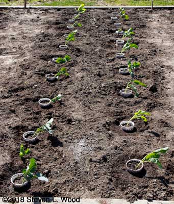 Broccoli and cauliflower planted