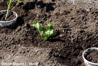 A small Barbados lettuce intercropped with broccoli