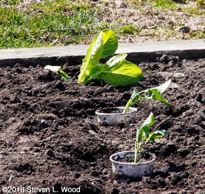 A Jericho romaine lettuce fills out the broccoli row