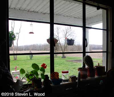 Yard and garden from kitchen window