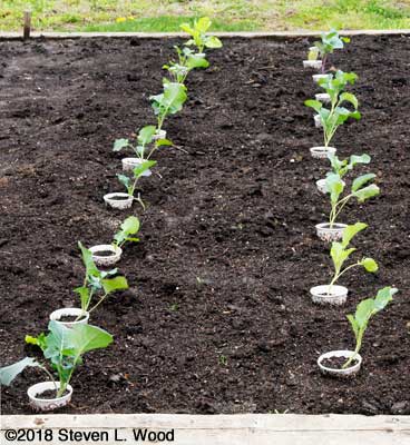 Brassicas