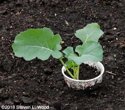 Broccoli
