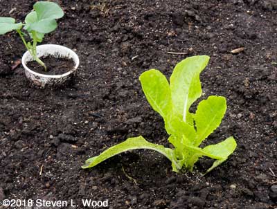 Jericho lettuce at end of broccoli row