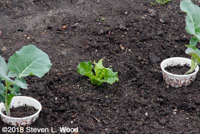 Barbados lettuce intercropped with broccoli