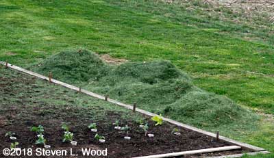 Grass clippings piled by main raised bed