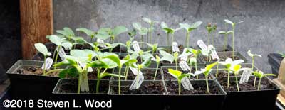 Young melon transplants