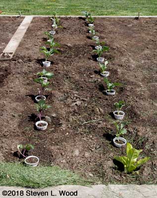 Broccoli and cauliflower rows sprayed with Thuricide