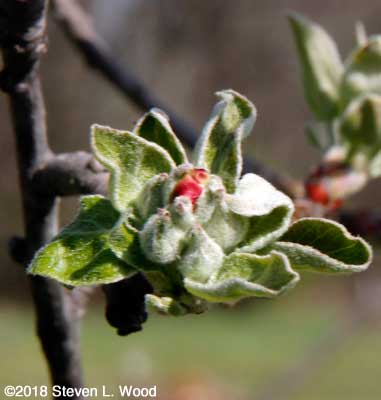 Apple blossom about to open