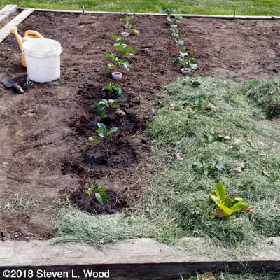 Pulling cutworm collars and mulching brassicas