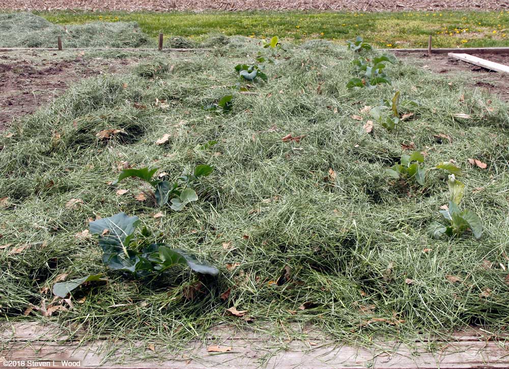 Brassicas mulched