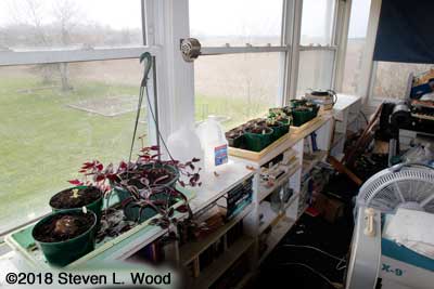 Gloxinias in sunroom