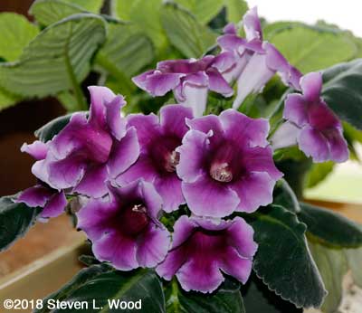 Our first gloxinia in bloom this year