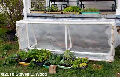 Plants moved from cold frame to porch
