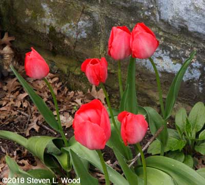 Tulips by front porch