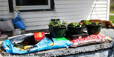 Transplanting to hanging basket pots