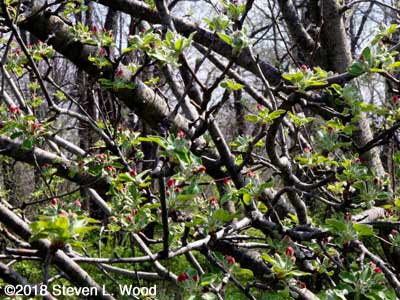 Apple blossoms showing red