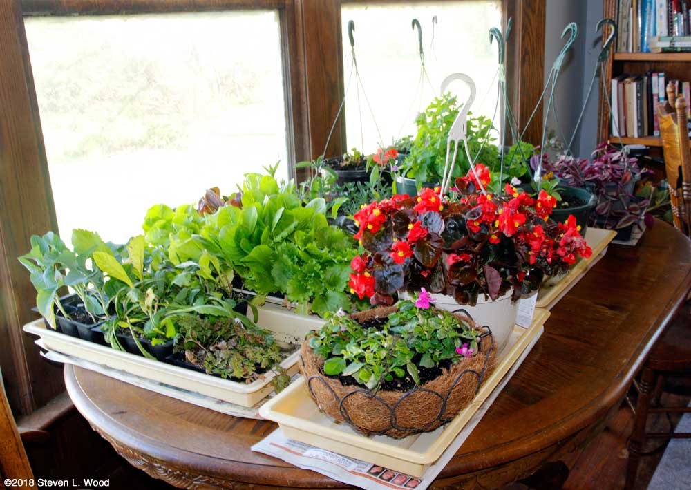 Outdoor plants on dining room table