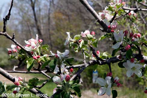 Blooms opening on Granny Smith apple tree