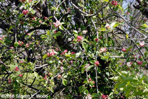 Buds on volunteer apple tree