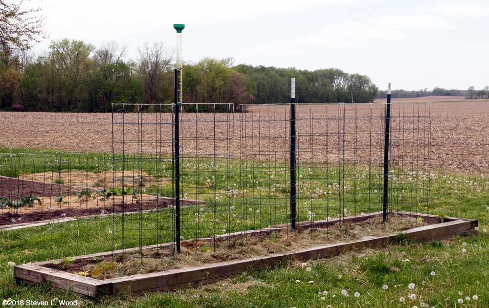 Earlirouge tomatoes planted
