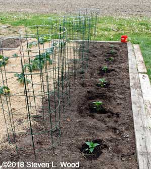 Row of peppers transplanted