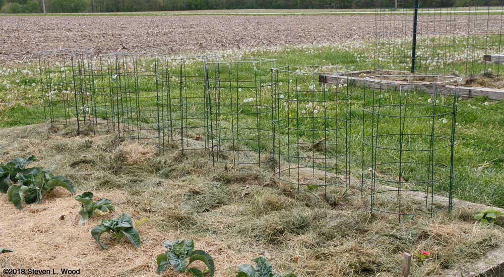 Peppers mulched
