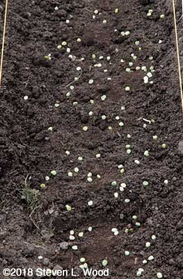 Peas seeded liberally