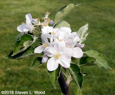 Blooms on young apple tree