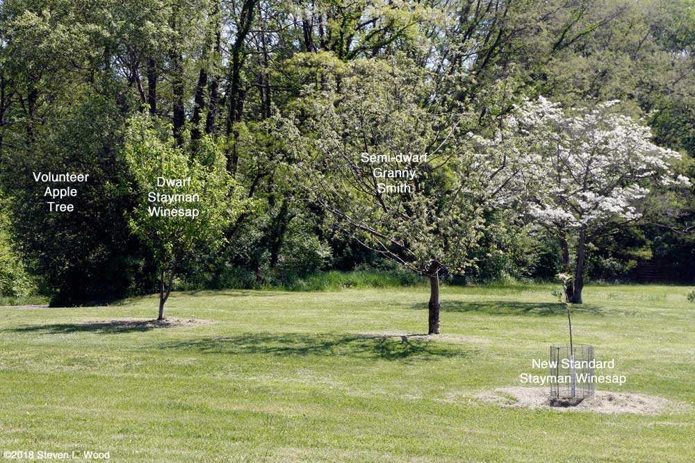 Our four apple trees labeled