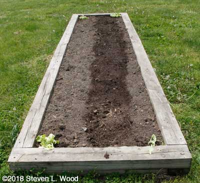 Sun Devil lettuce transplanted at corners of raised bed
