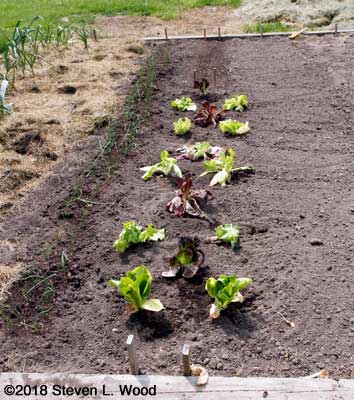 Lettuce transplanted