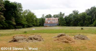 Grass clippings for mulch