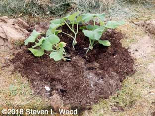 Butternut transplants squished in