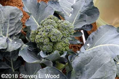 First broccoli