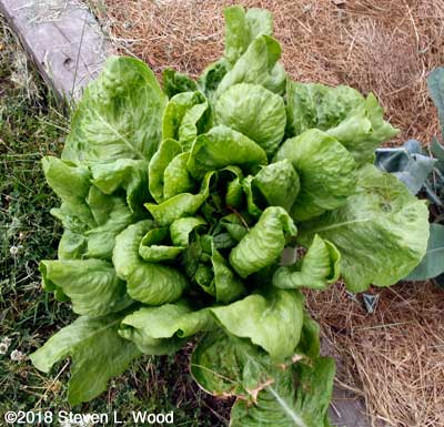Jericho lettuce
