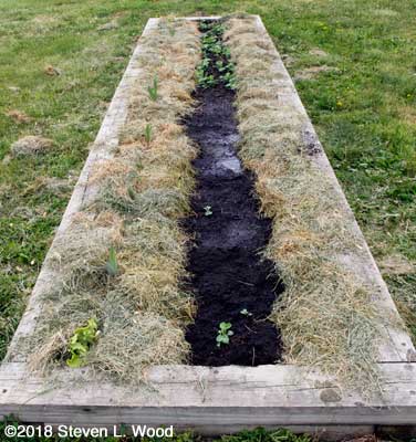 Bed weeded, re-seeded, and mulched