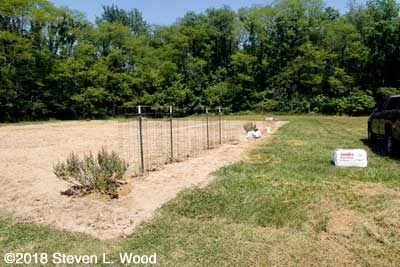 Tomatoes and peppers in East Garden