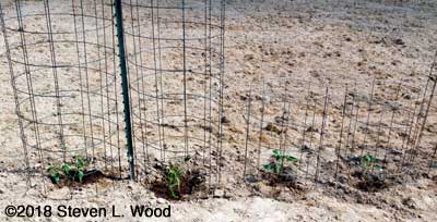 Caged tomatoes and peppers