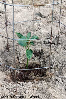 Healthy pepper transplant