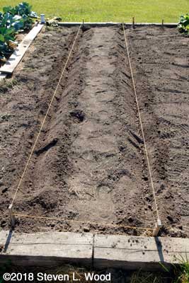 Planting green beans